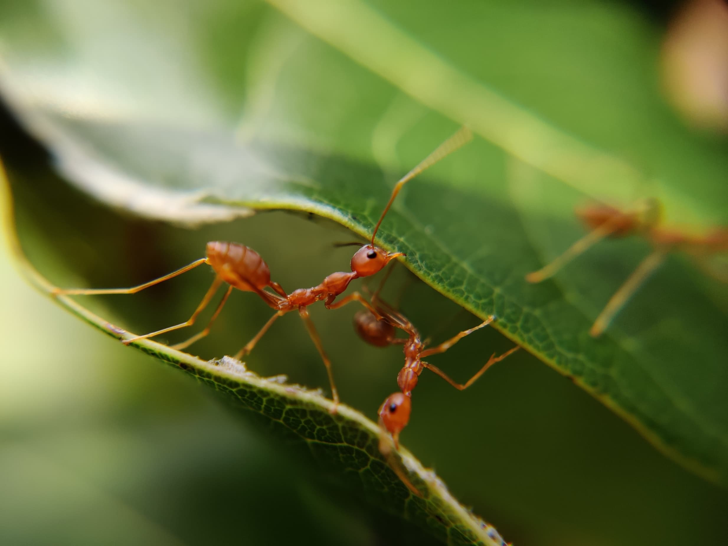 The Wisdom of Ants: Obstacles post photo